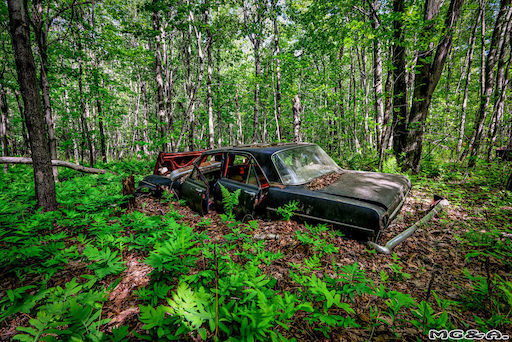 car-woods.jpg